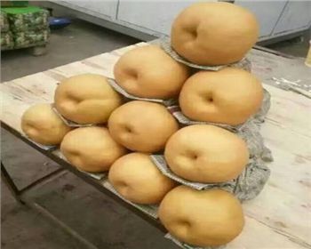 河南晚秋黃梨苗